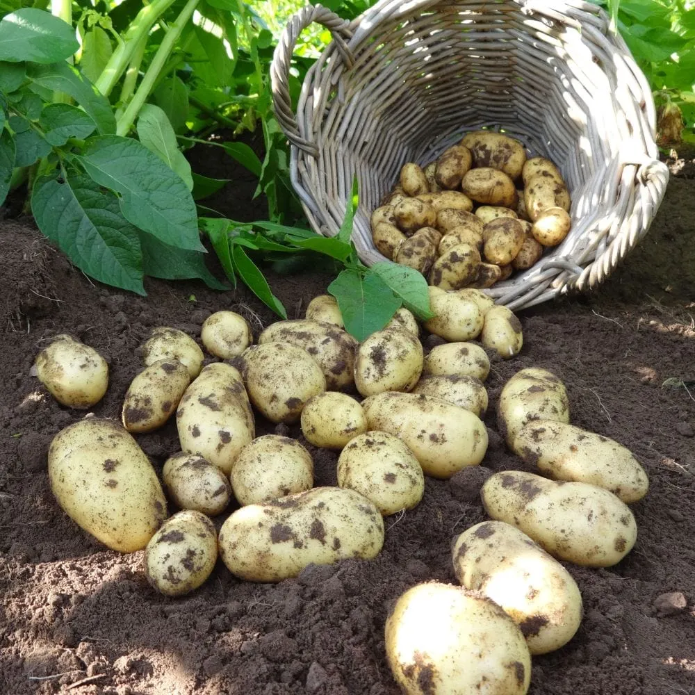 'Charlotte' Second Early Salad Seed Potatoes