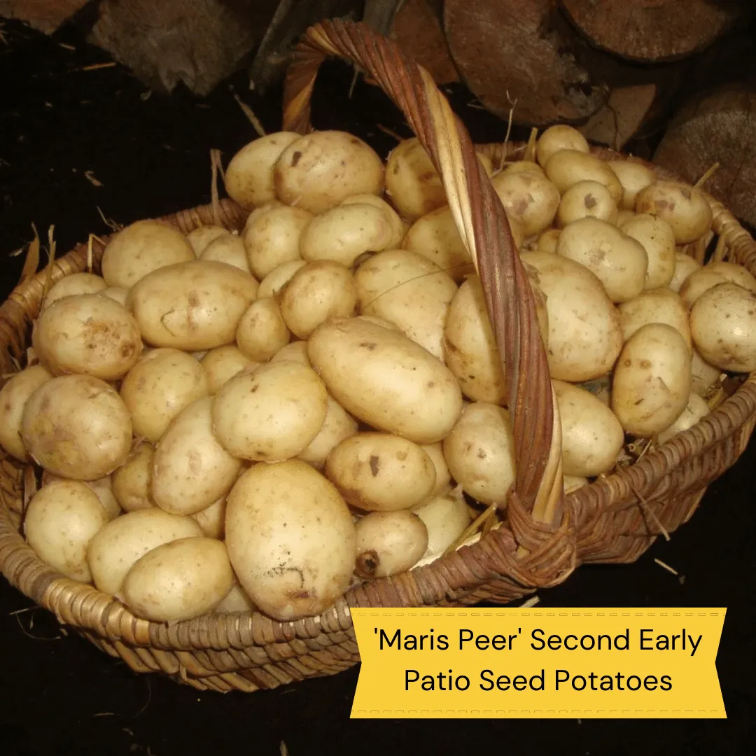 Full Season Seed Potato Pack | Growers' Choice