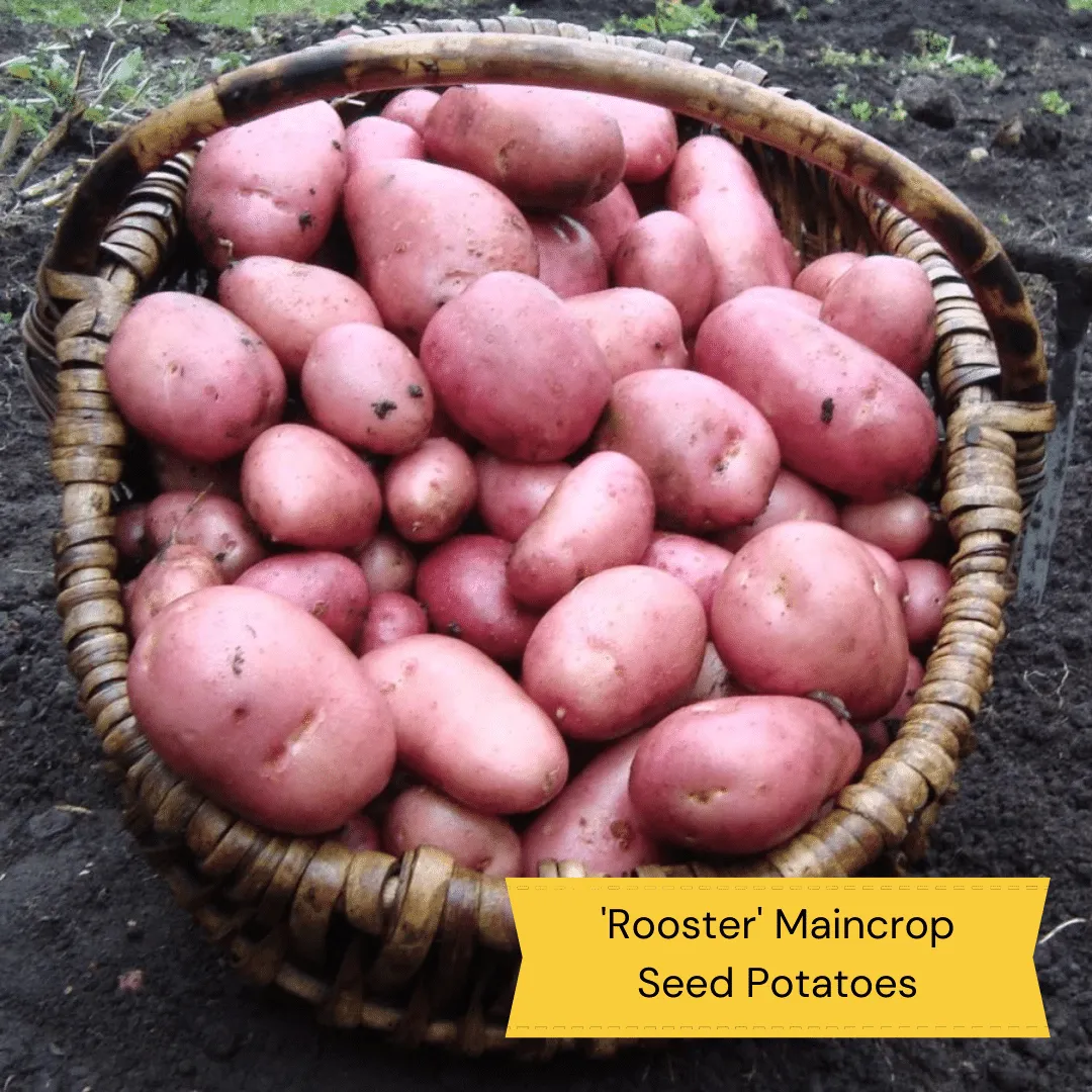 Full Season Seed Potato Pack | Growers' Choice