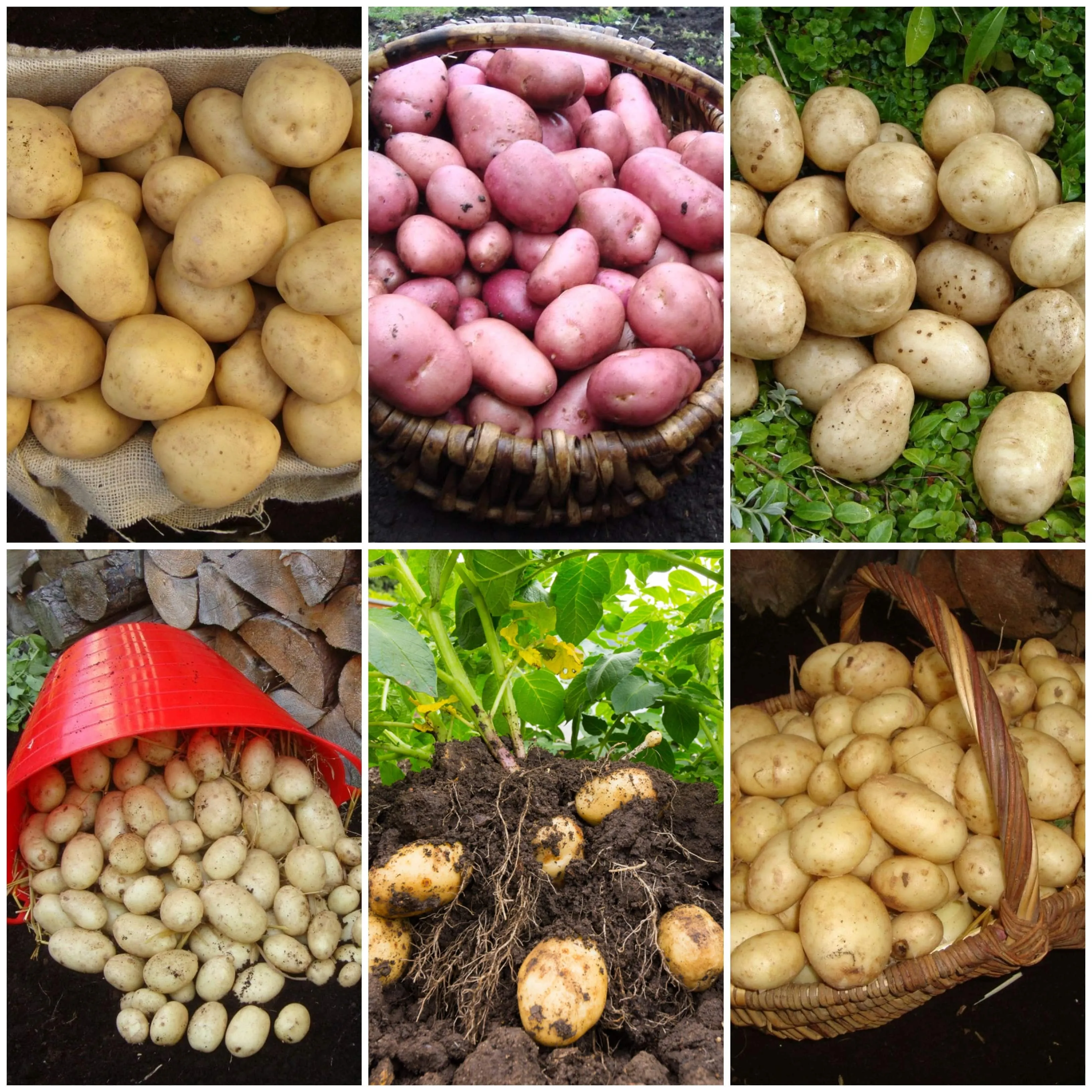 Full Season Seed Potato Pack | Growers' Choice