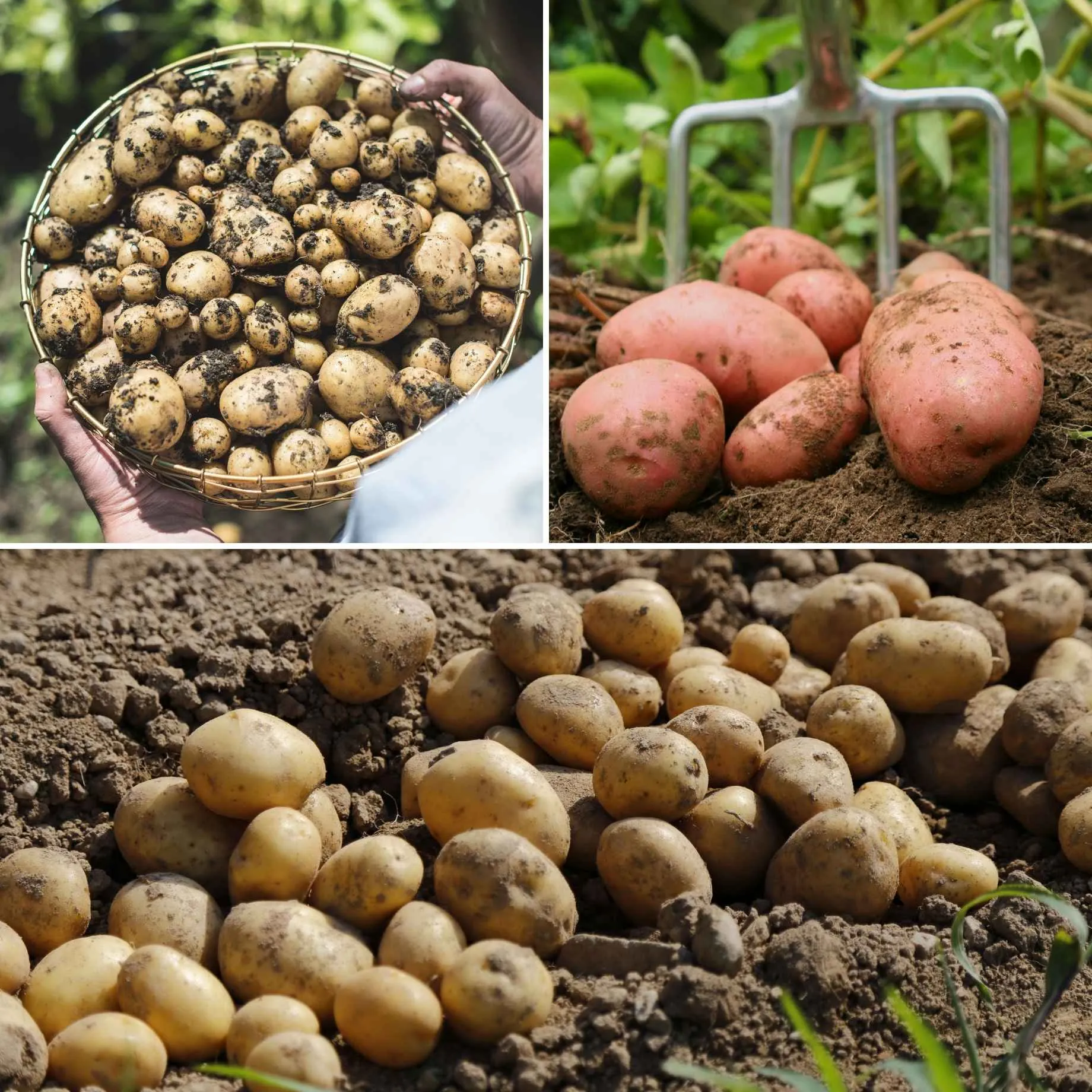 Full Season Seed Potato Pack | Growers' Choice