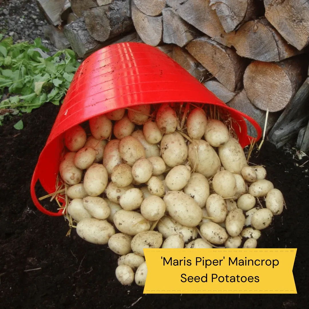 Full Season Seed Potato Pack | Growers' Choice