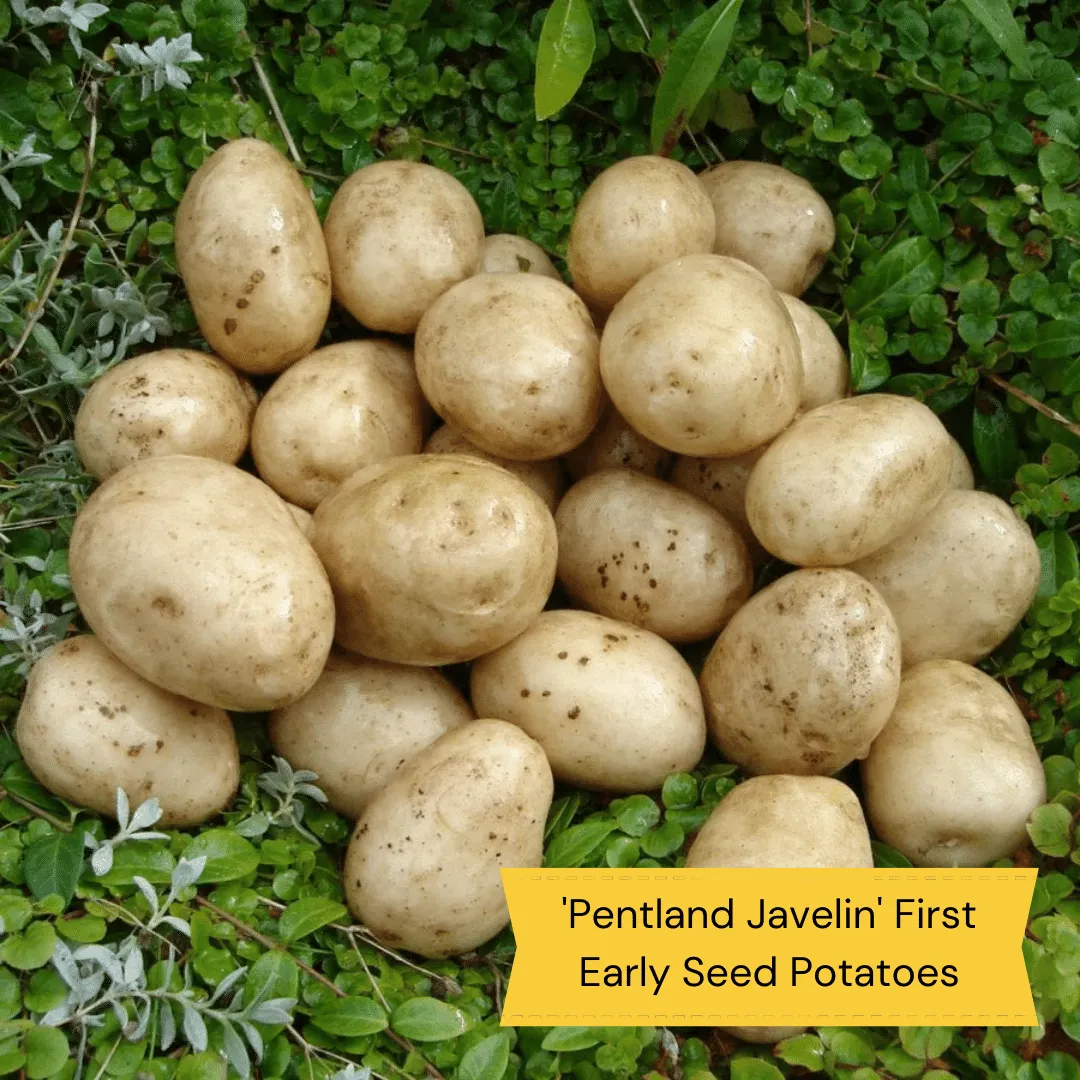 Full Season Seed Potato Pack | Growers' Choice