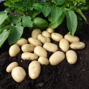 'Jazzy' Second Early Salad Seed Potatoes