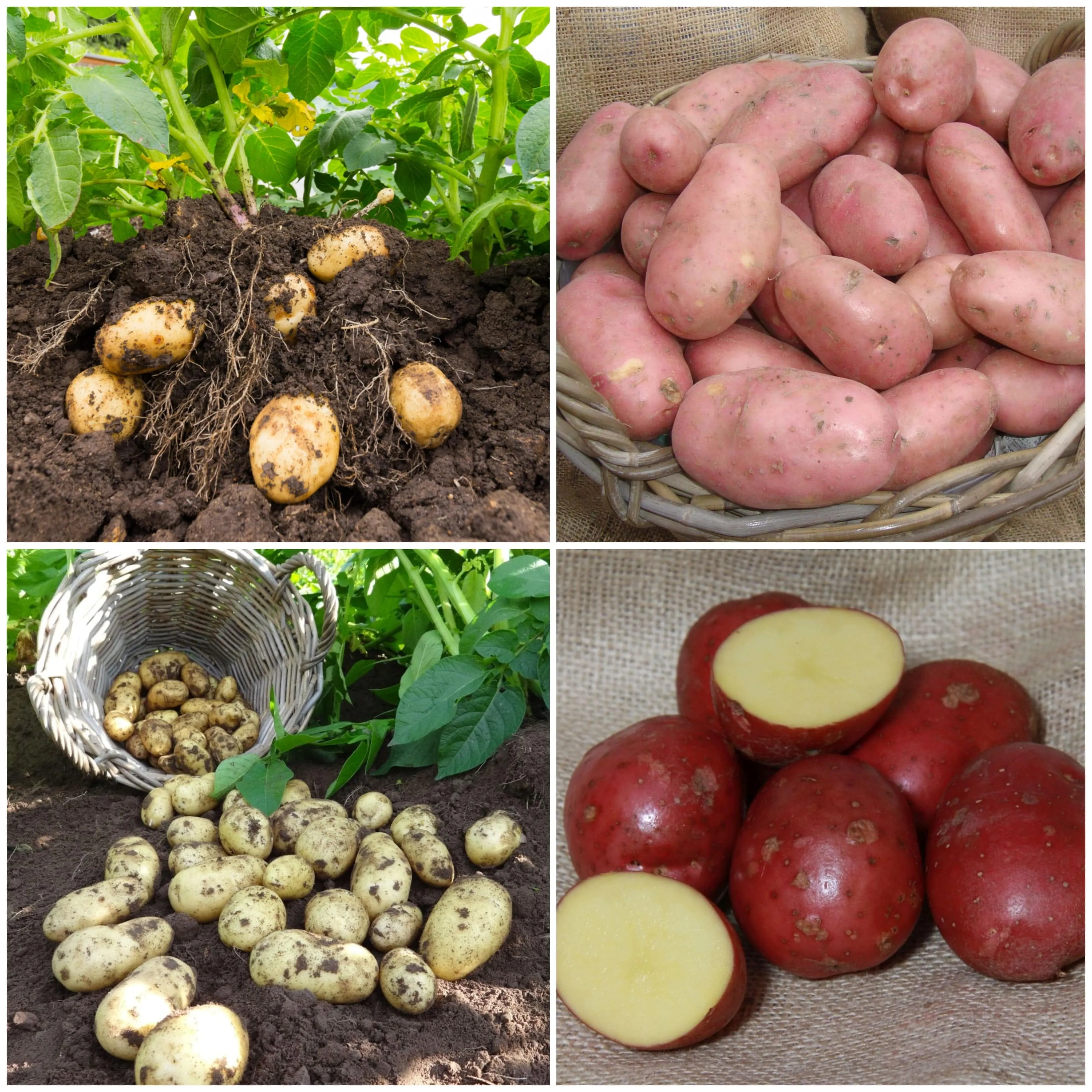 Organic Growing Seed Potato Pack | Growers' Choice