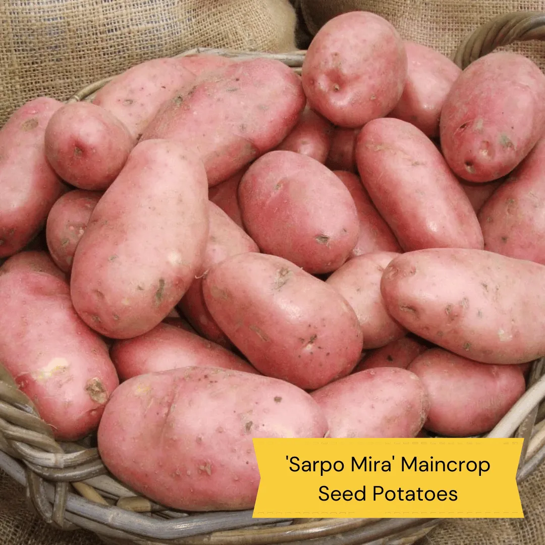 Organic Growing Seed Potato Pack | Growers' Choice