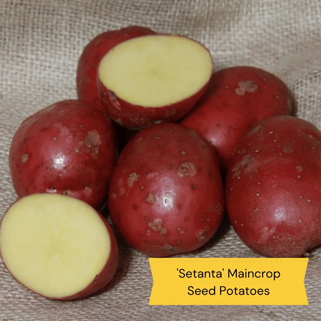 Organic Growing Seed Potato Pack | Growers' Choice