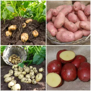 Organic Growing Seed Potato Pack | Growers' Choice