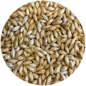 Pilsen Malt - Czech Prostejov Malting - 55 lb. Sack