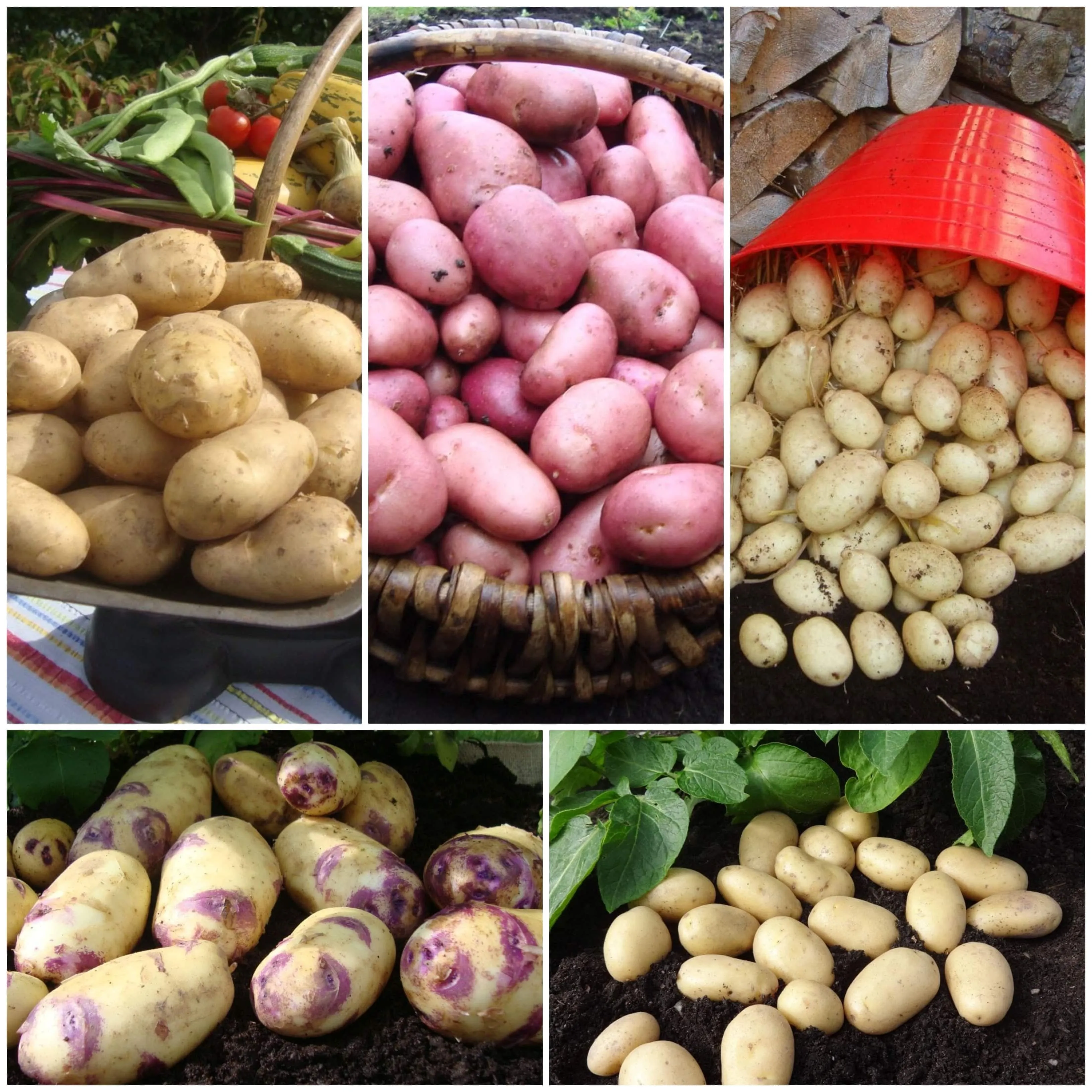 Top Performing Seed Potato Pack | Growers' Choice