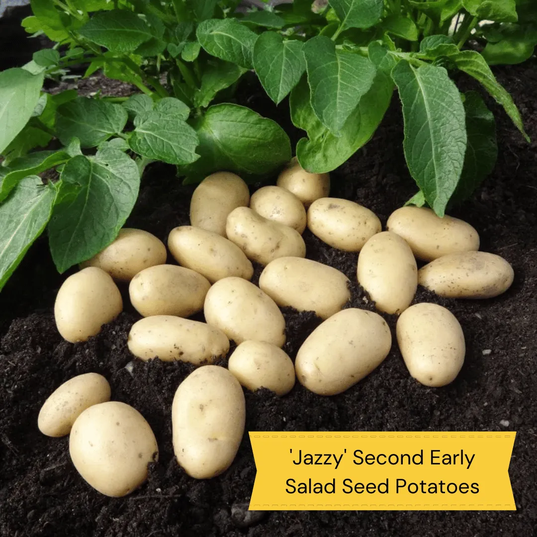 Top Performing Seed Potato Pack | Growers' Choice