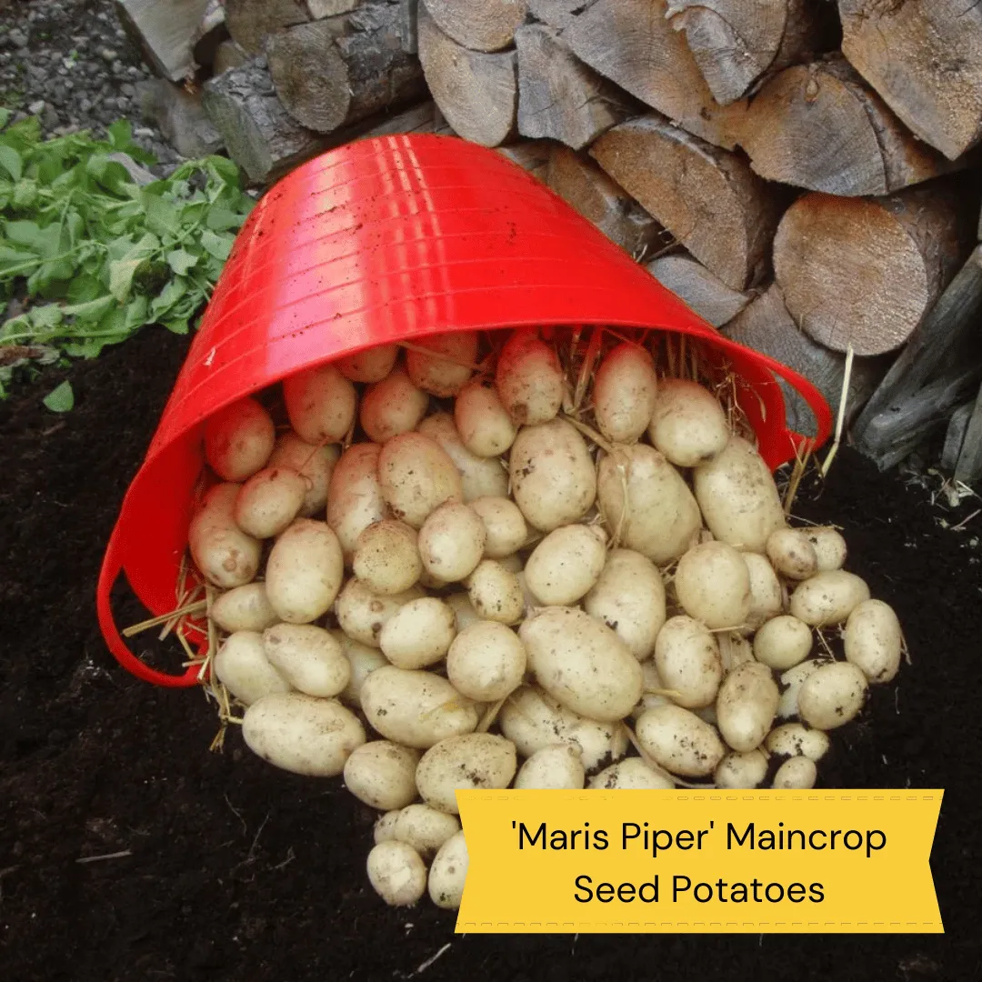 Top Performing Seed Potato Pack | Growers' Choice