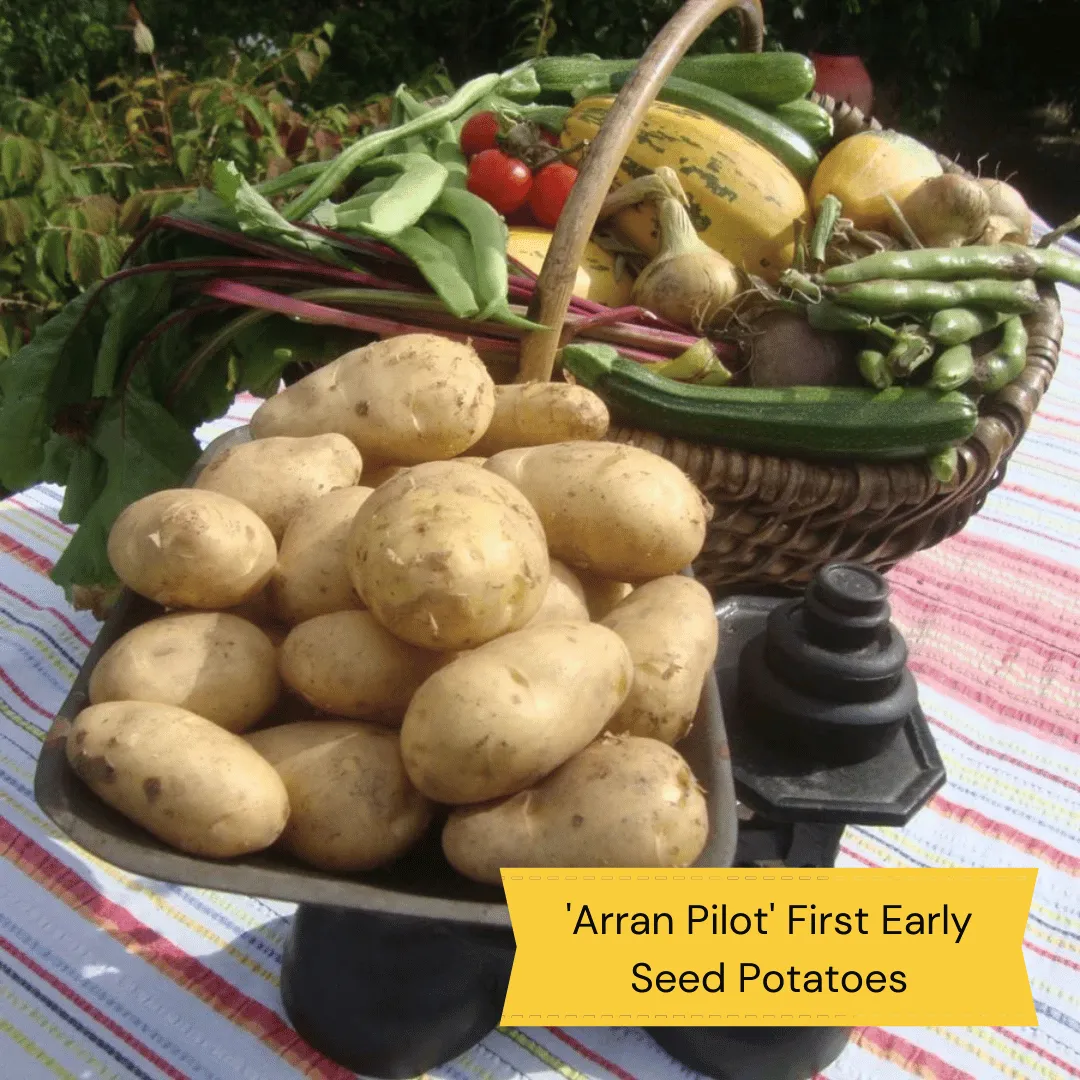 Top Performing Seed Potato Pack | Growers' Choice