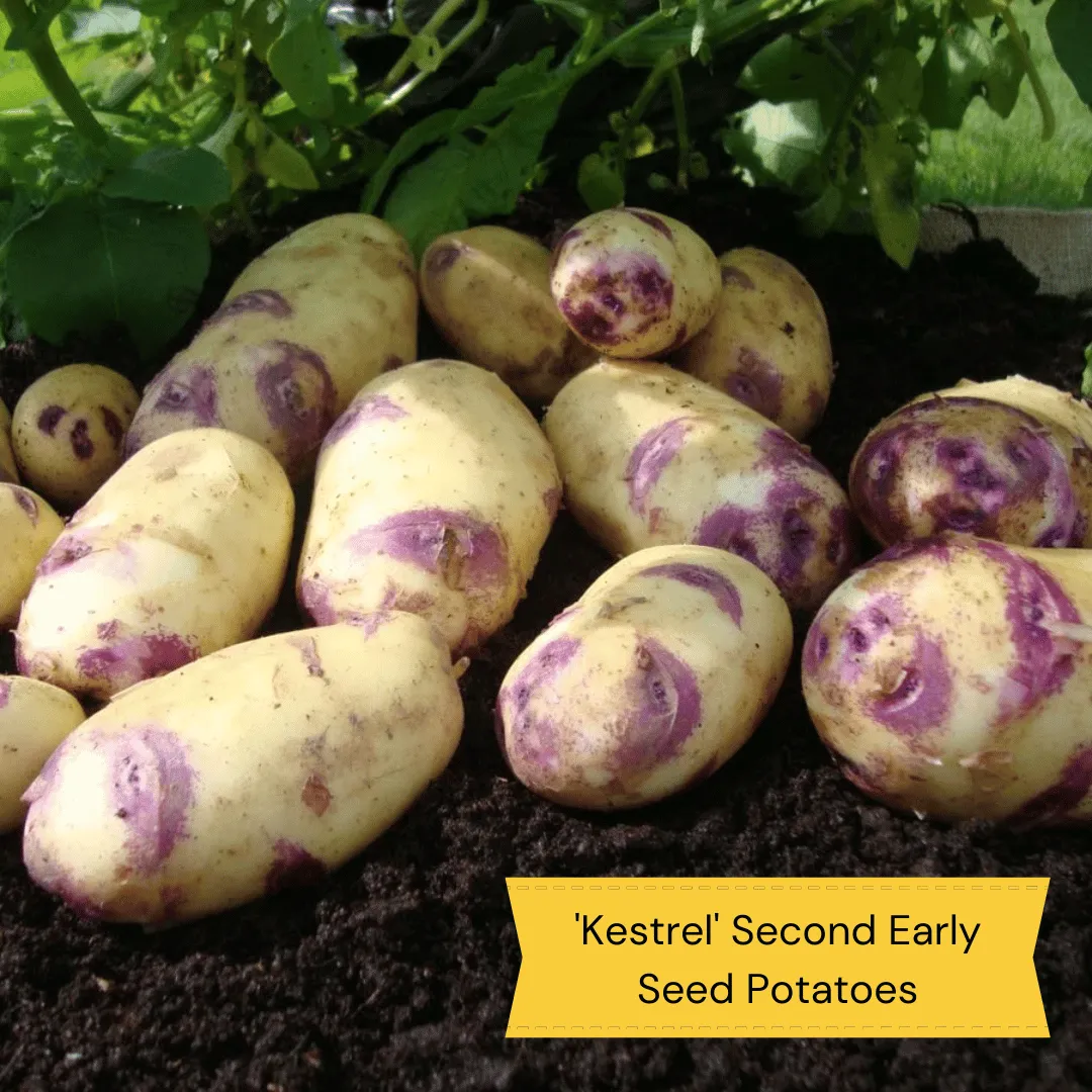 Top Performing Seed Potato Pack | Growers' Choice